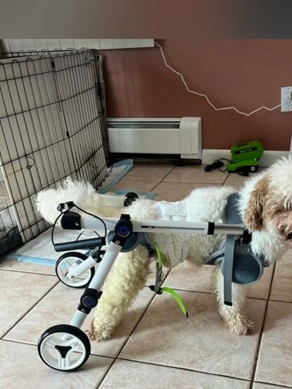 LetPetRun Hind Leg Adjustable Dog Wheelchair for XXS Dogs  Mobility Cart Support
